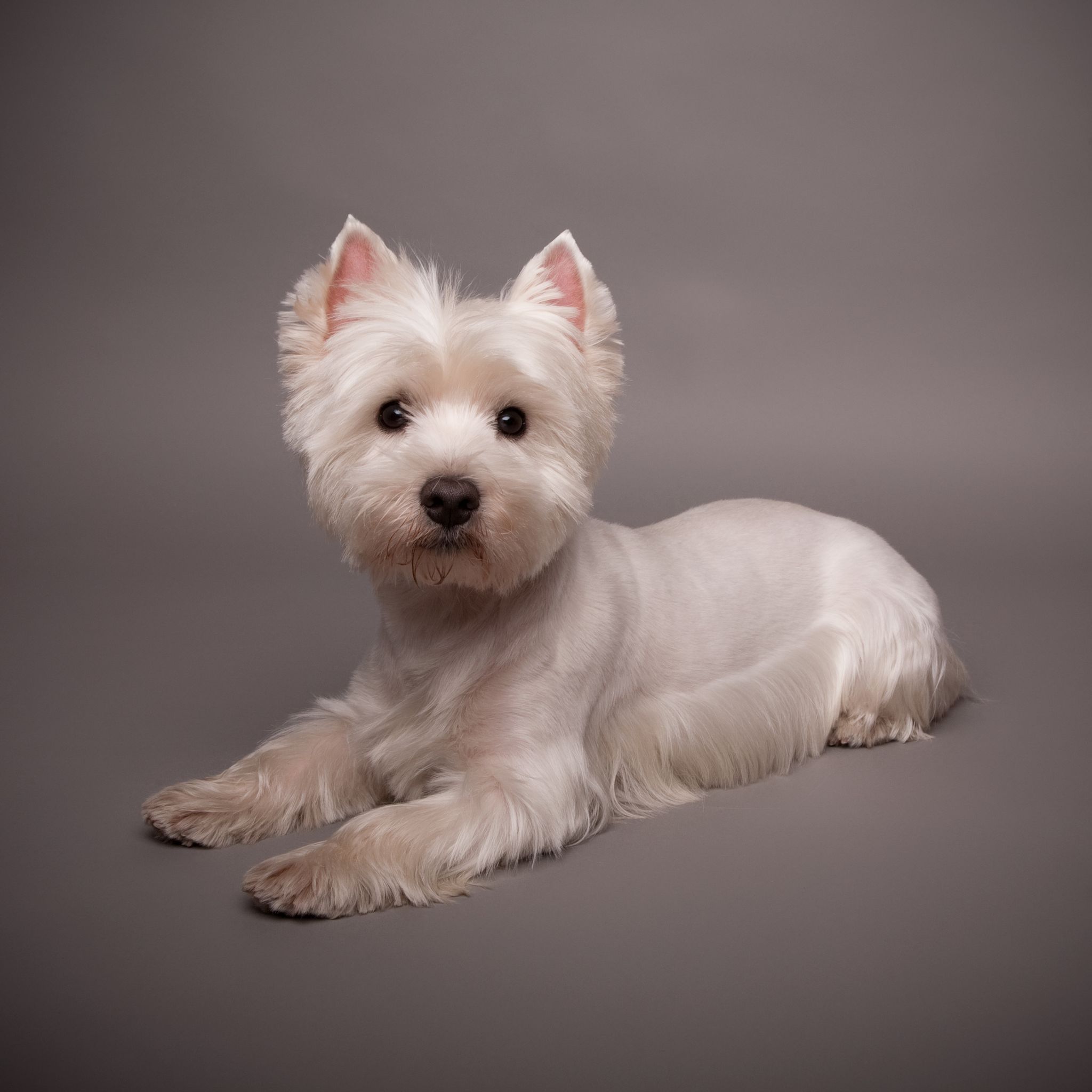 The Surprising Importance of a Dog Grooming Service in Bowie