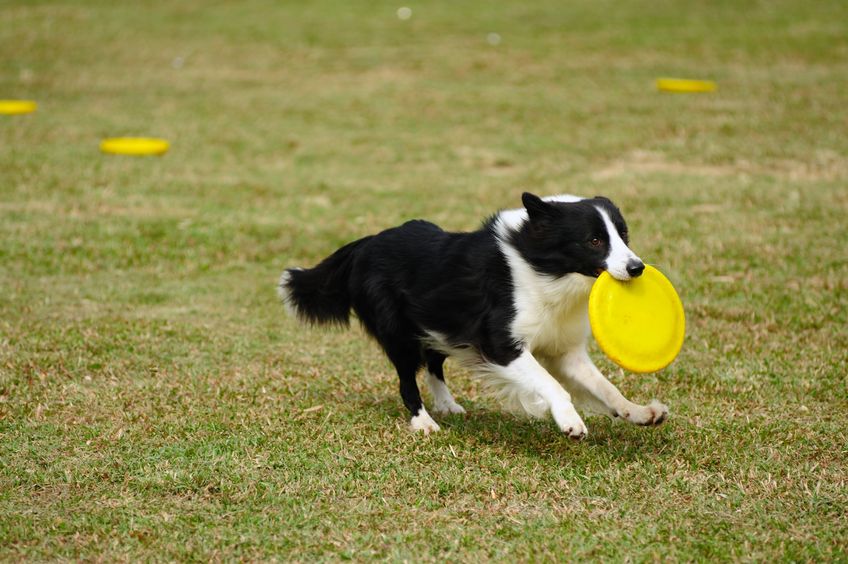 Eco-Friendly Pet Supplies