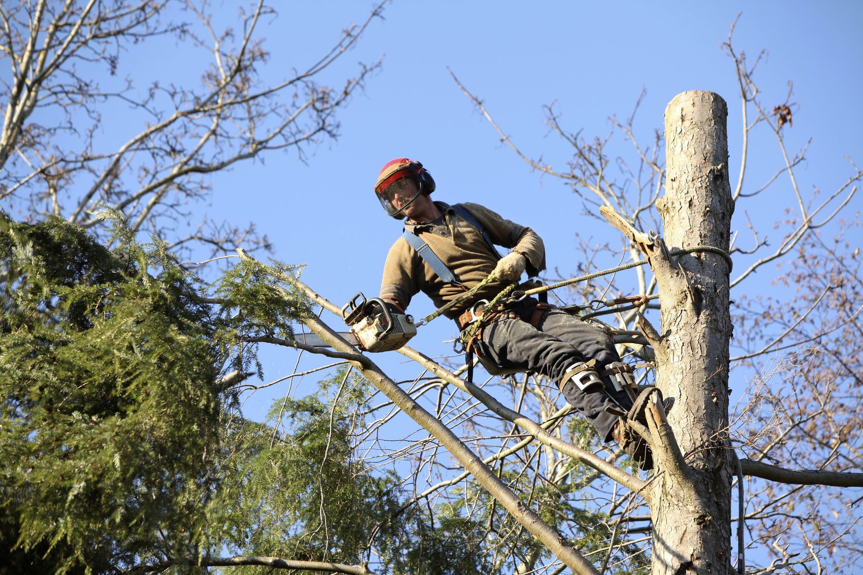 Performing Tree Removal Is Not Always Easy