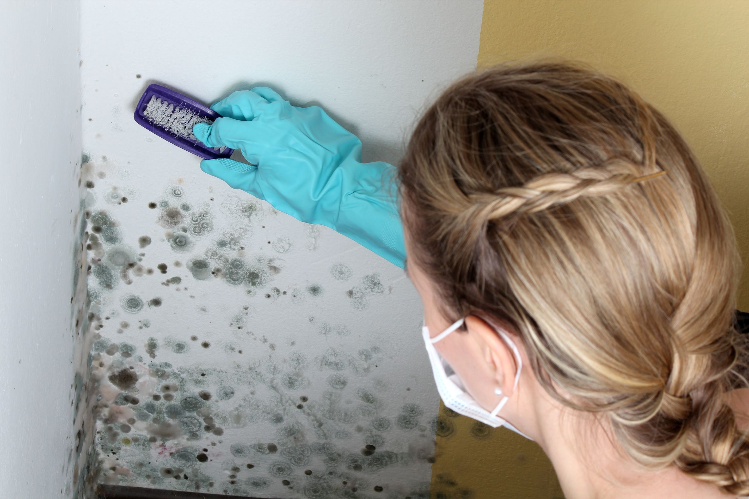 Get The Job Started Before Mold Remediation Service in Albany