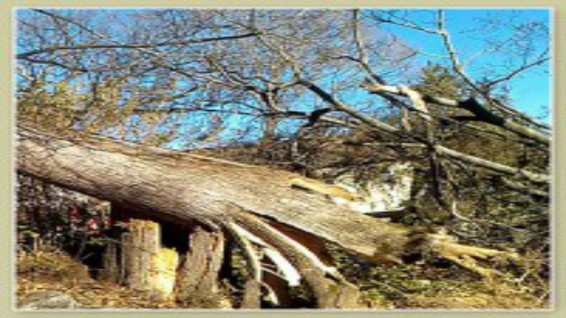 Why to Hire a Professional for Tree Removal in Fairfield, Connecticut