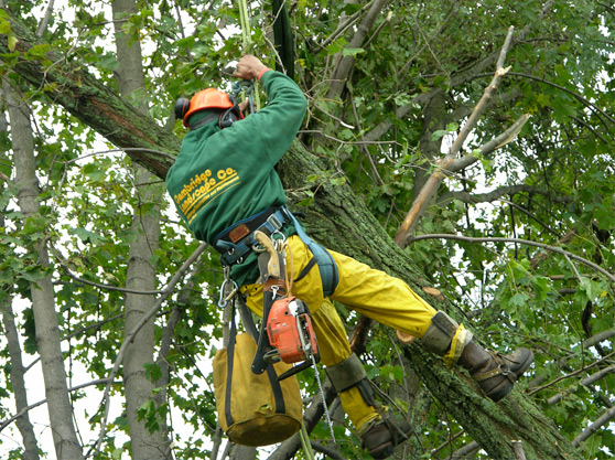 Hire a Tree Company in Somerville to Trim Excess Tree Branches