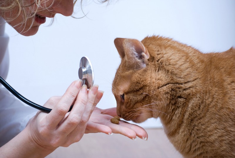 The Benefits Offered by a Pet Health Clinic