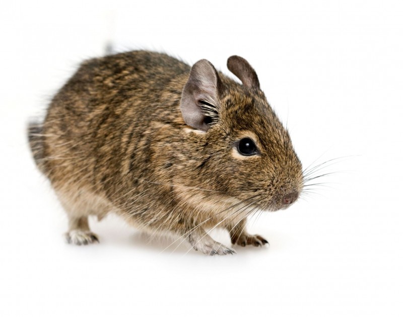 Using Pest Control In Columbia MD To Remove Mice From The Home