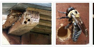 Carpenter Bee Control in Pittsburgh is Very Important