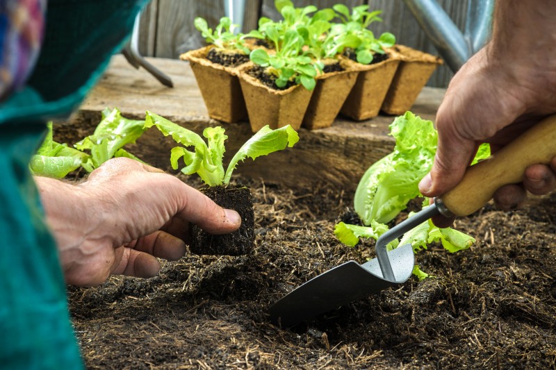 When to Purchase Gardening Dirt in San Marcos, TX