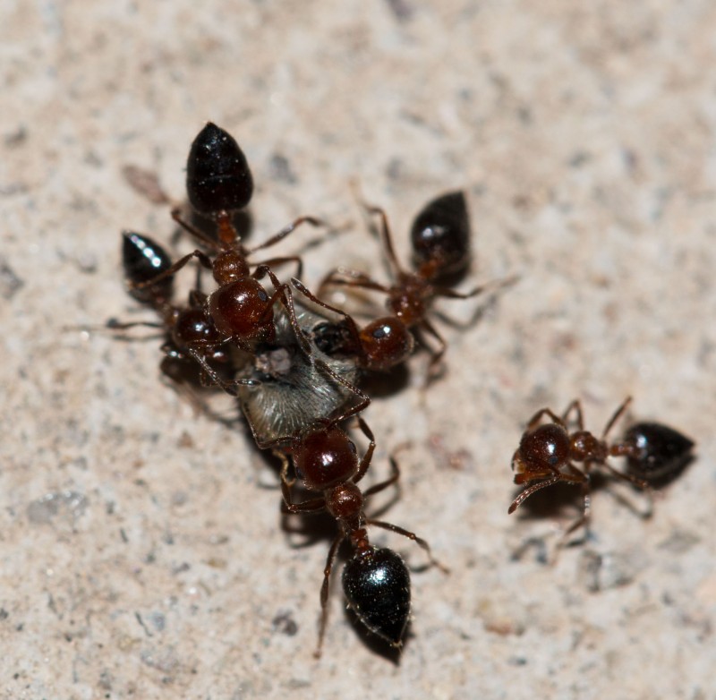 Why Calling an Ants Exterminator in Queens is a Smart Move