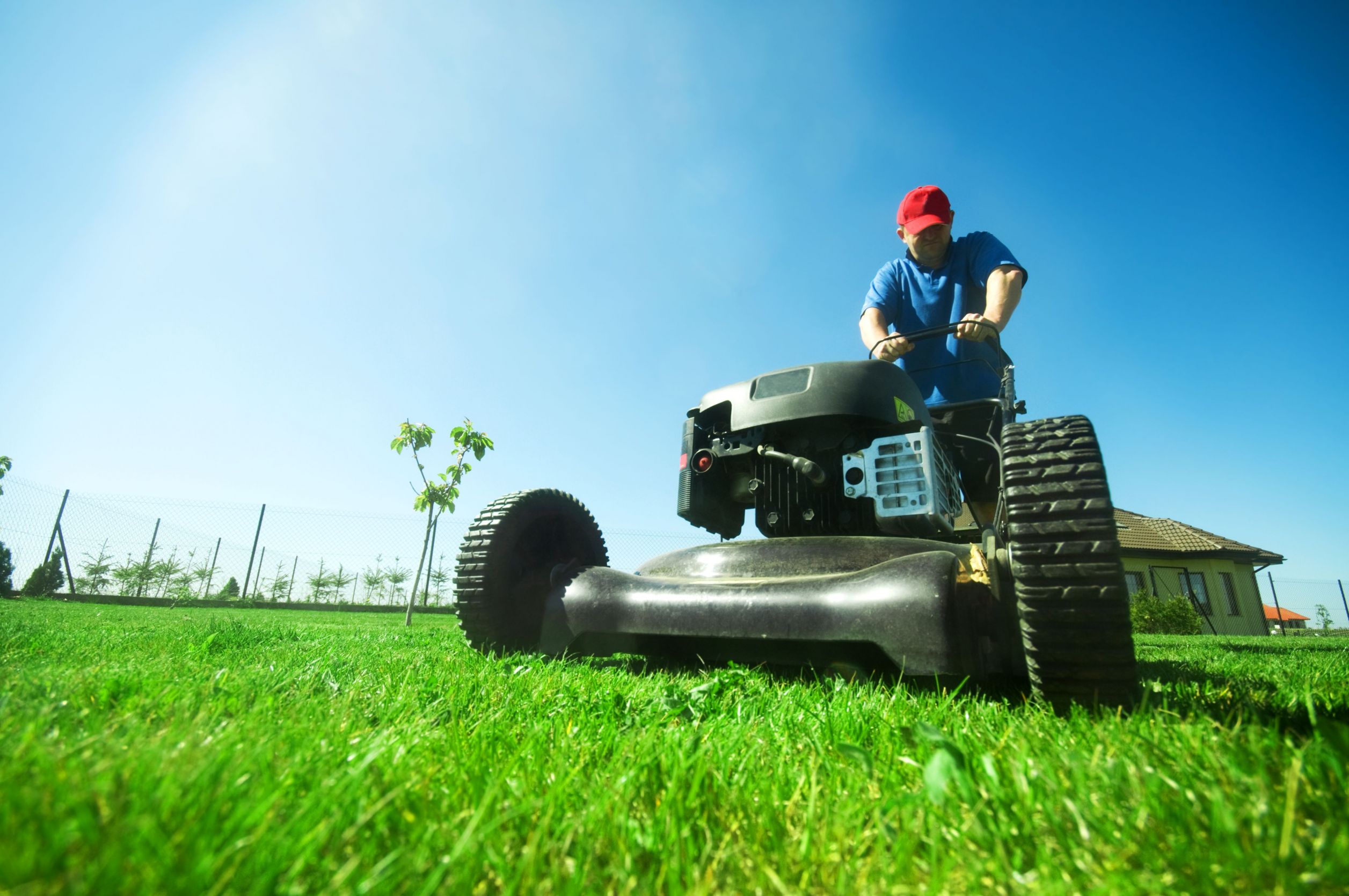 Using Lawn Care in Milwaukee WI To Remove Dandelions