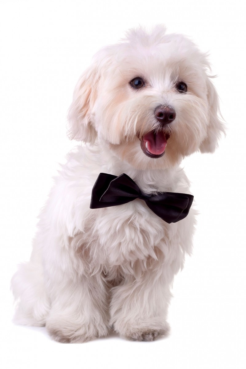 Why Use a Professional Service for Dog Grooming in Alexandria VA?