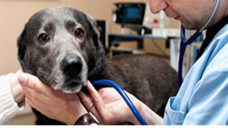 Routine Animal Care in Tempe AZ