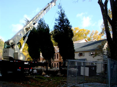 3 Ways a Tree Service in Fairfield Connecticut Can Help a Homeowner Keep Their Yard Healthy and Beautiful