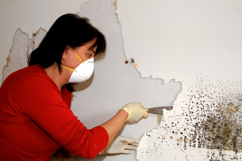 Looking for a Mold Removal Service in Alexandria VA?