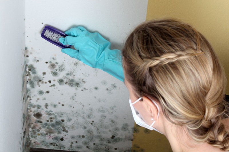 Why a Mold Remediation Service in Albany Should be Contacted Without Delay