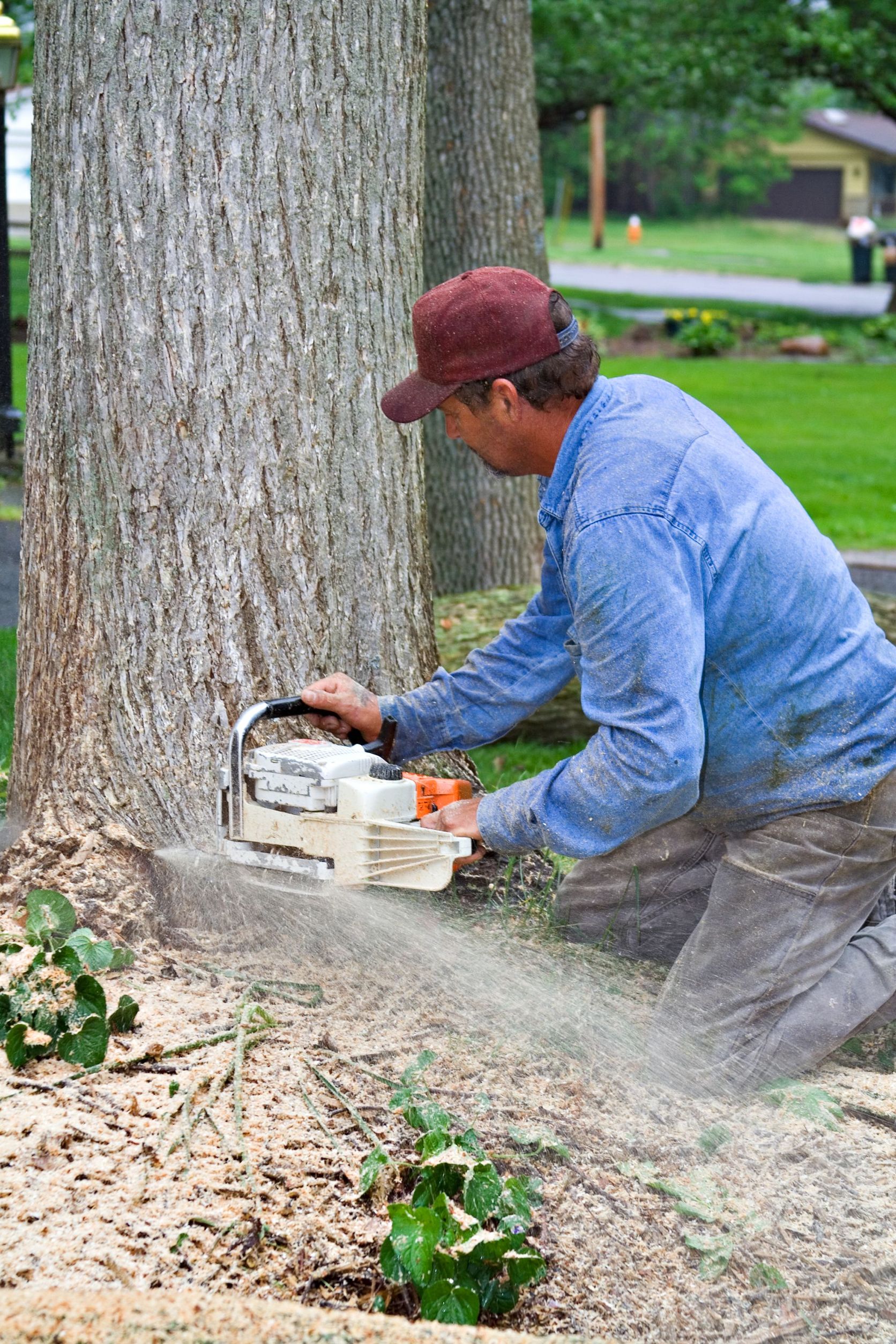 Using A Company Doing Tree Removal in Fairfield Connecticut To Move A Fruit Tree