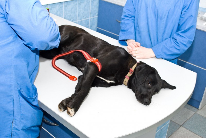 Pet Laser Therapy: Better Treatment for Pet Ailments without Resorting to Surgery