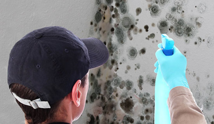 Tips for Choosing a Mold Removal Service in Alexandria, VA