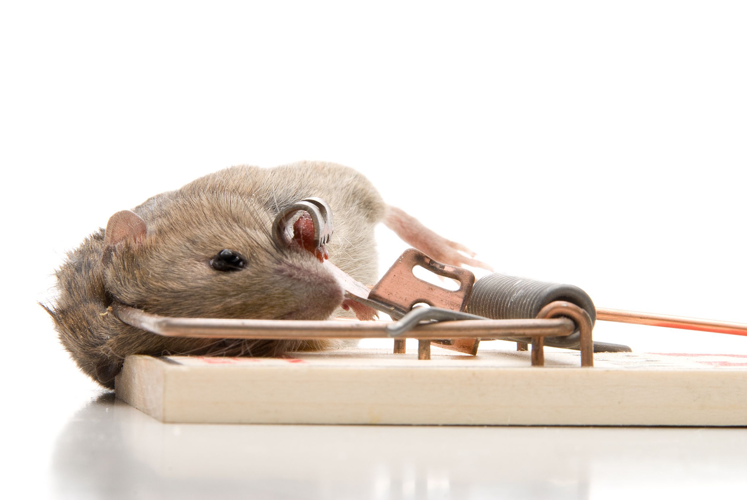 Tips for Rodent Removal in Columbia, MD