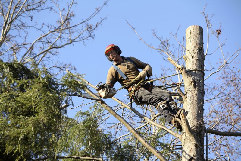 Use Tree Trimming in Maui to Ensure Your tact Yard Looks Its Best