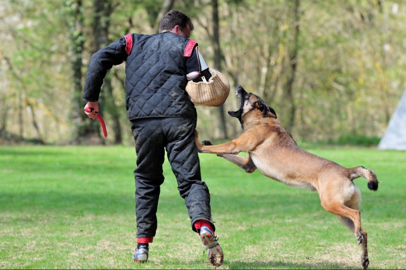 Learning Better Behavior With a Dog Trainer in Chicago