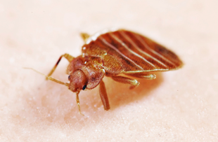 Hire Bed Bug Exterminators in NYC for a Job Well Done