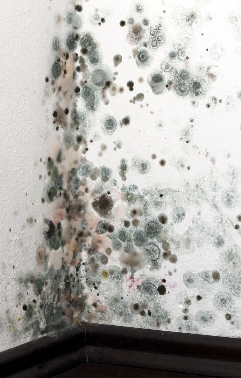 Questions And Answers About Professional Mold Removal In Alexandria VA