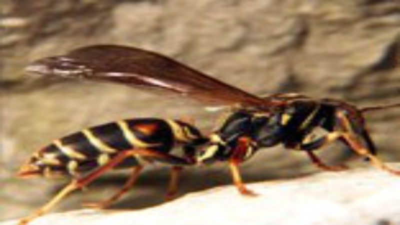 A Guide to Paper Wasps Removal in Pittsburgh