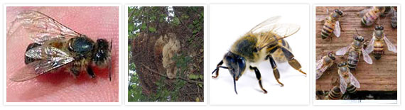 Fast and Effective Bee Hive Control in Pittsburgh, PA