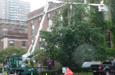 Keep Your Property Beautiful and Safe with a Tree Company in Boston