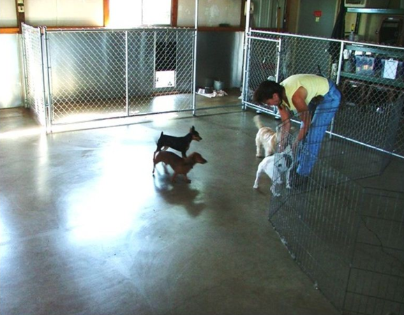 Benefits In Bringing A Pet To A Dog Daycare in Mt. Vernon