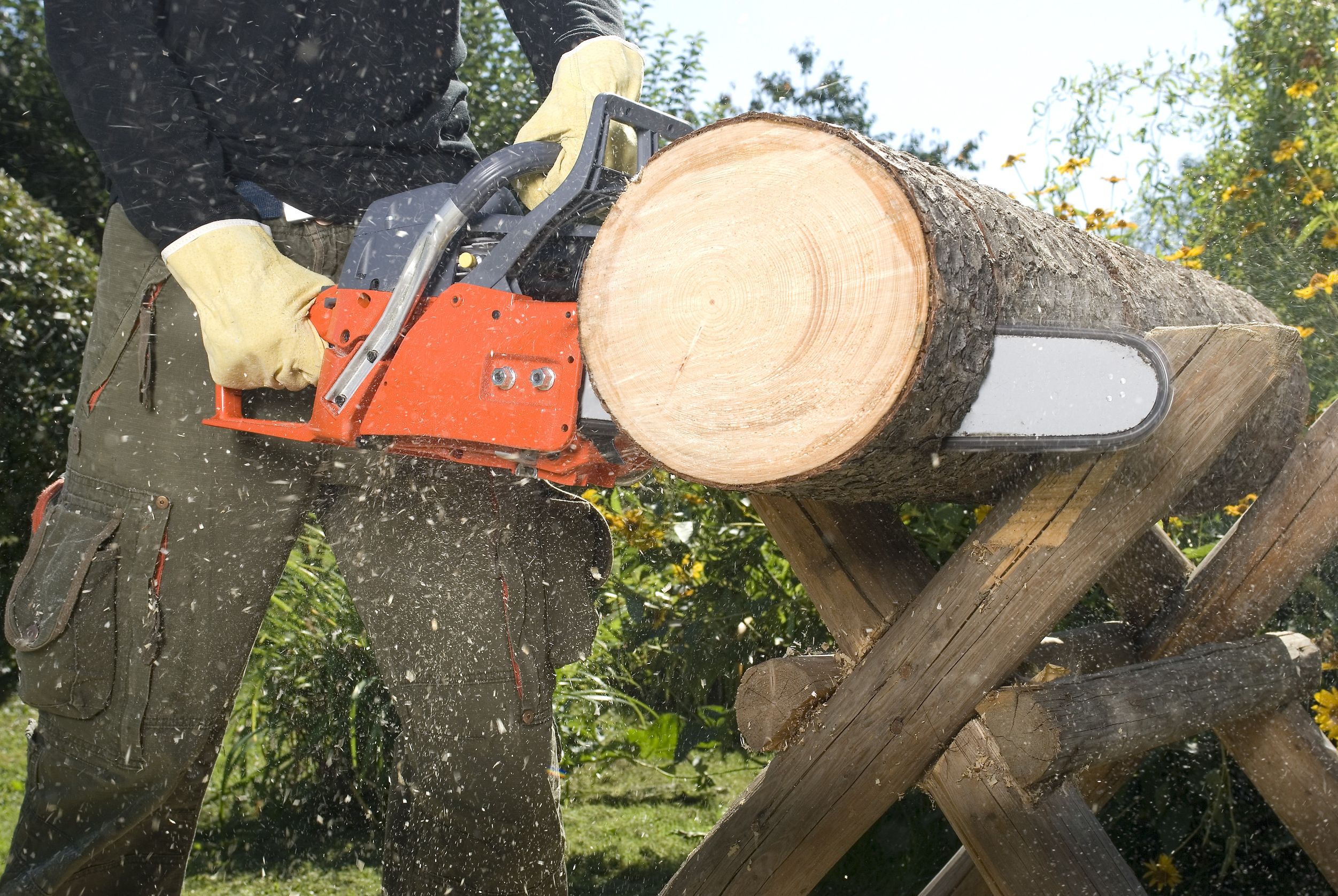 Using A Tree Service in Boston To Your Definite Advantage