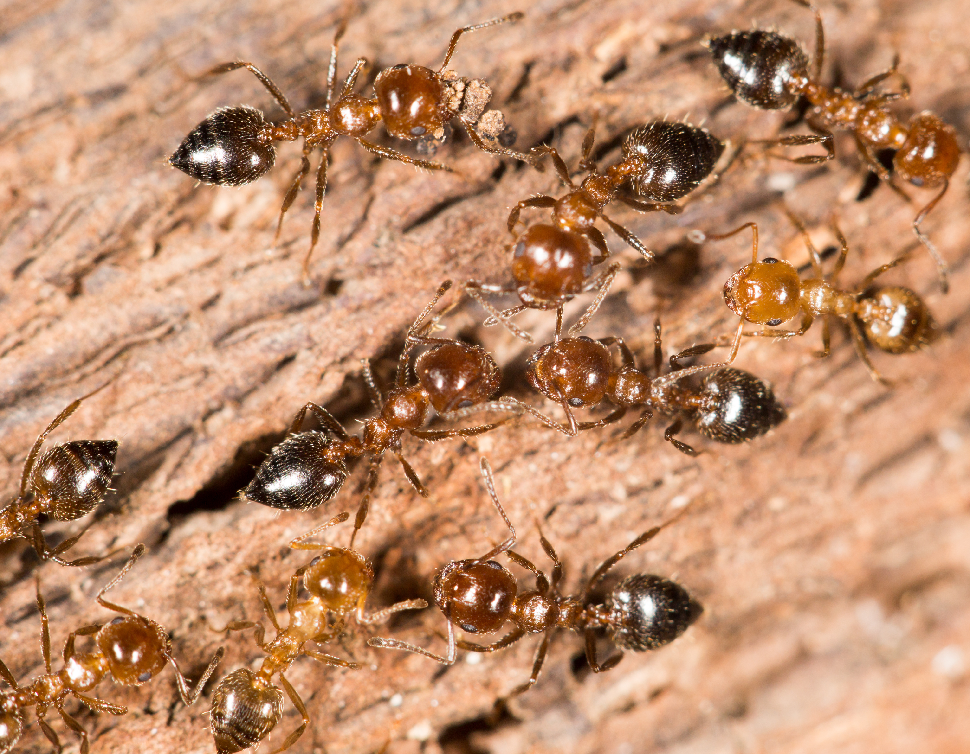 What You Should Know About Carpenter Ants In Jackson, NJ