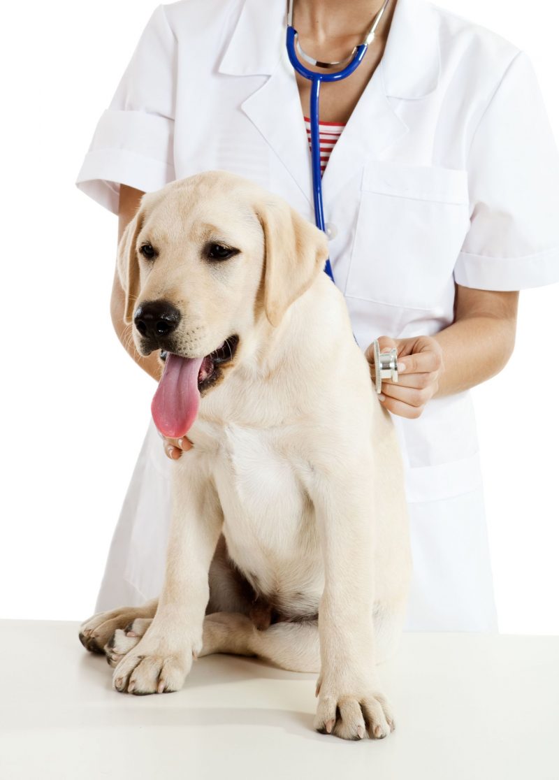 Professional Vet Services in Gulfport, MS Provide the Peace of Mind You Deserve