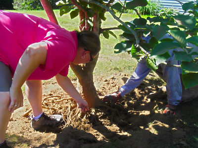 Landscaping And Plant Health Care In Fairfield, Connecticut