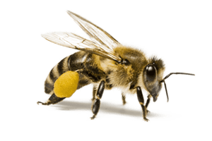 Why A Homeowner Should Leave Honey Bee Control In Pittsburgh To A Professional?