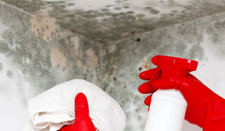 Top Benefits Of Professional Mold Remediation In Ashburn VA