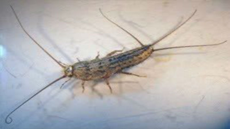 Eliminating Silverfish in Marlboro NJ From A Home