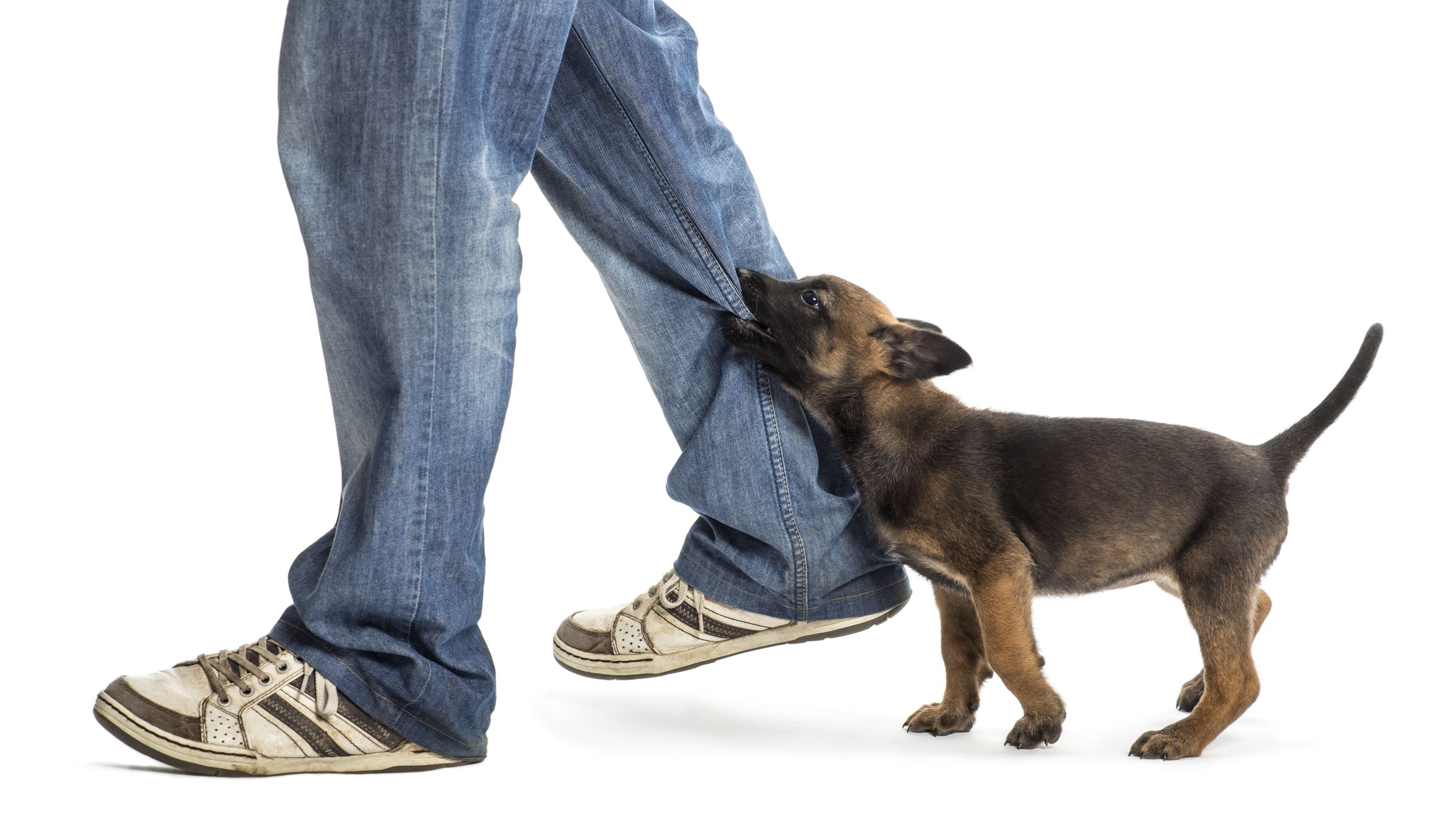 Filing a Claim for a Dog Attack with an Injury Attorney in Gonzales, LA